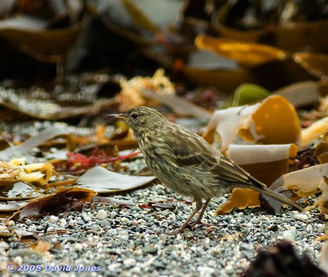 Rock Pipit in Polpeor Cove, Lizard Point - 1