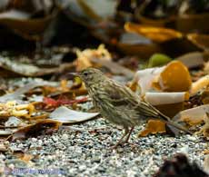 Rock Pipit in Polpeor Cove, Lizard Point