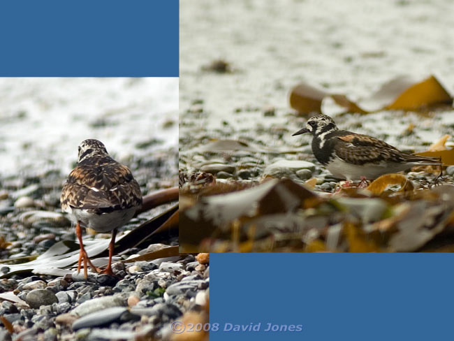 Male Turnstone in Polpeor Cove