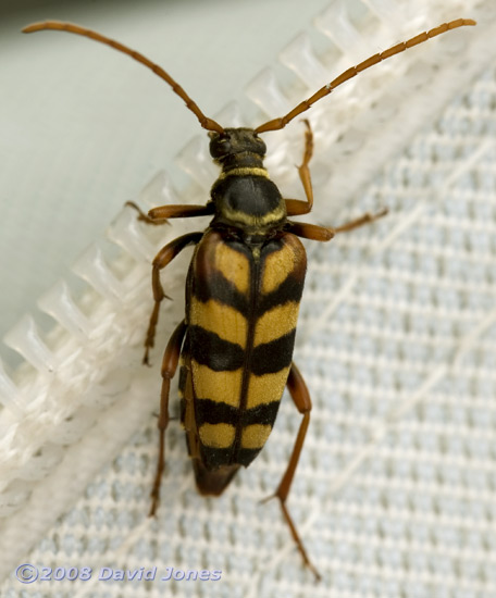 Beetle (unidentified), Pinetrees campsite - 1