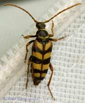 Beetle (unidentified), Pinetrees campsite