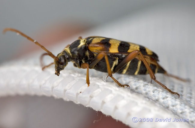 Beetle (unidentified), Pinetrees campsite - 2