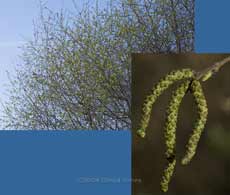 Male catkins on our Himalayan Birch, and the neighbours' Silver Birch