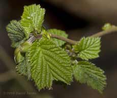 Young leaves on Hazel sapling