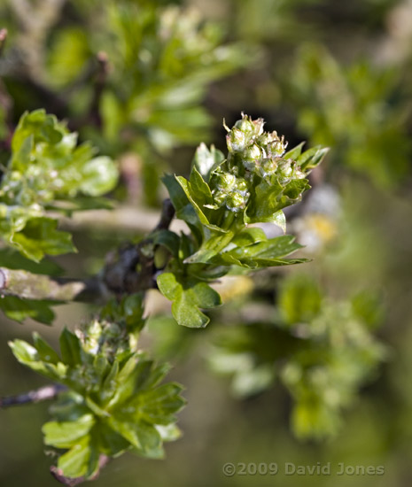 Hawthorn flower buds