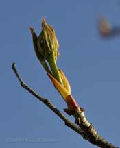 Buds burst on Rowan