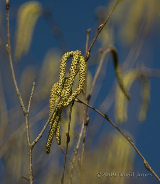 Male catkins on our Himalayan Birch - 2