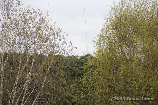 Himalayan Birch (left) and Silver Birch compared