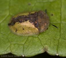 Tortoise Beetle (Cassida sanguinolenta)