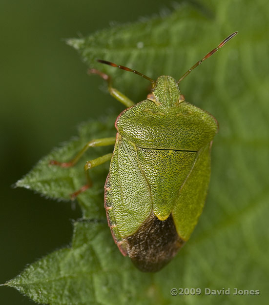 Green Shield Bug on Stinging Nettle leaf