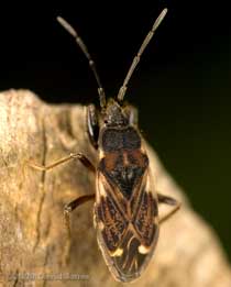 Mirid bug on log