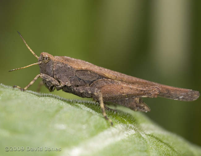 Slender Groundhopper (Tetrix undulata) - 2