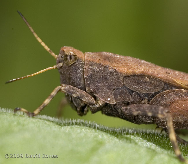 Slender Groundhopper (Tetrix undulata) - close-up