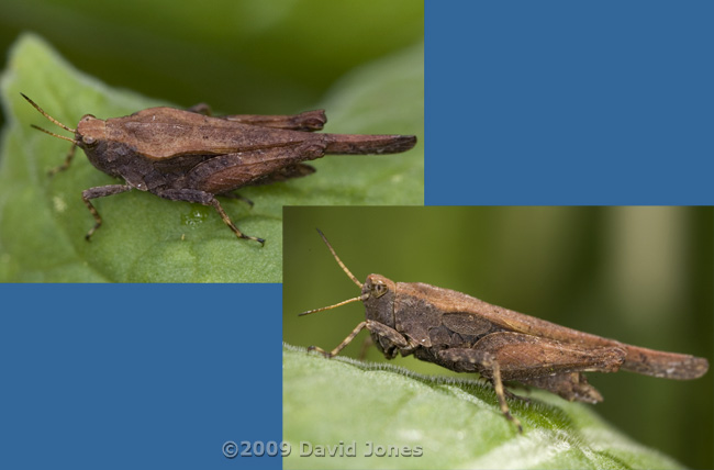 Slender Groundhopper (Tetrix undulata) - 1