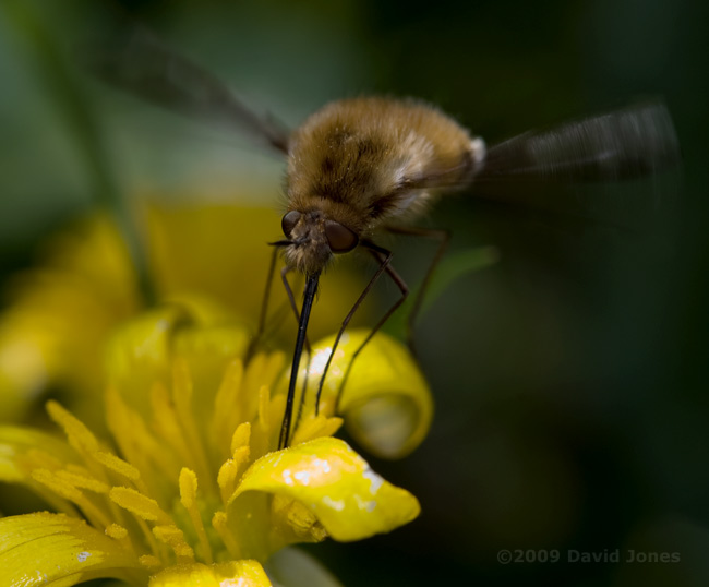 Bee-fly (Bombylius major) feeds at Lesser Celandine - 1
