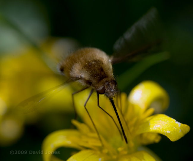 Bee-fly (Bombylius major) feeds at Lesser Celandine - 3