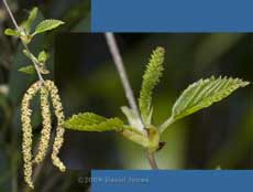 Female flowers open on the Himalayan Birch