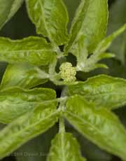 Flower buds on our Elder