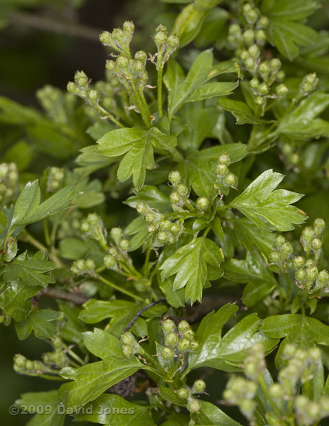 Flower buds on our Hawthorn tree