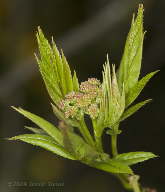 Flower buds on our Rowan tree