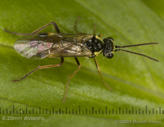 Sawfly on Marsh Marigold leaf - 2