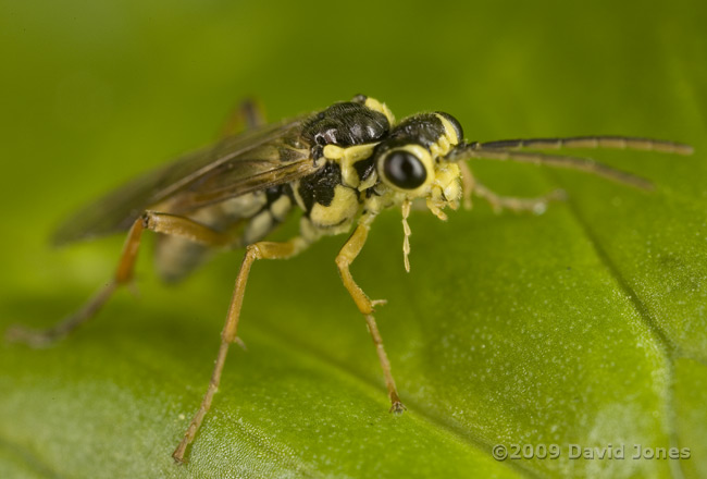 Sawfly on Marsh Marigold leaf - 1