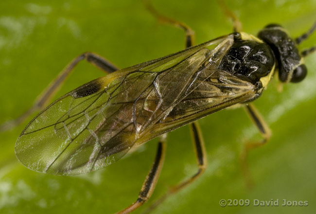 Sawfly on Marsh Marigold leaf - close-up of wings