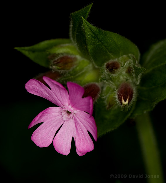 First Red Campion flower of the year