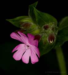 First Red Campion flower of the year