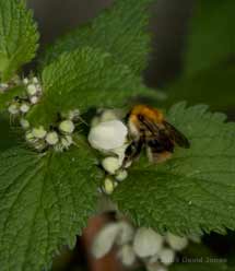 Common Carder Bumblebee at White Dead-nettle