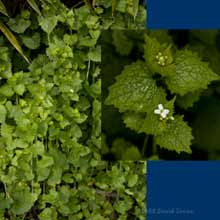 Garlic Mustard (Alliaria petiolata)