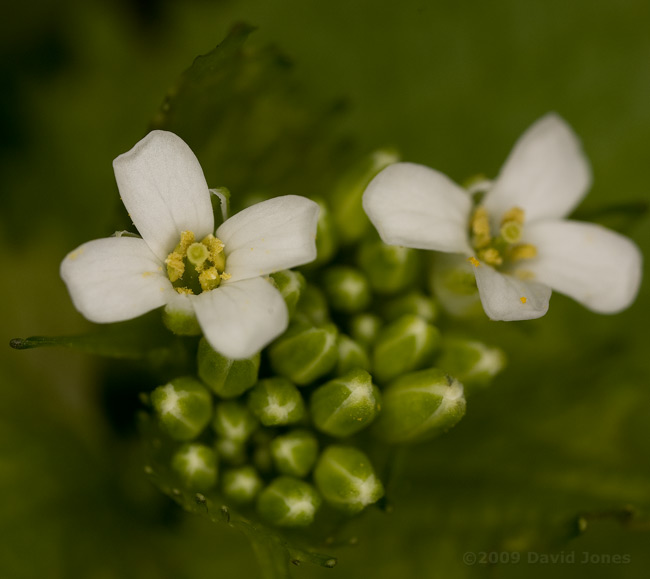 Garlic Mustard (Alliaria petiolata) - close-up of flower