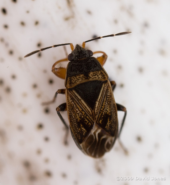 Ground Bug (possibly Scolopostethus sp.)