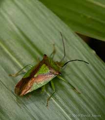 Hawthorn Shield Bug on bamboo