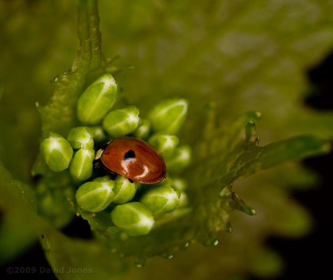 2-Spot Ladybird amongst Garlic Mustard flower buds