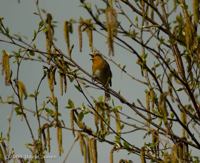 Male Robin sings in our Himalayan Birch