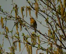 Male Robin sings in our Himalayan Birch