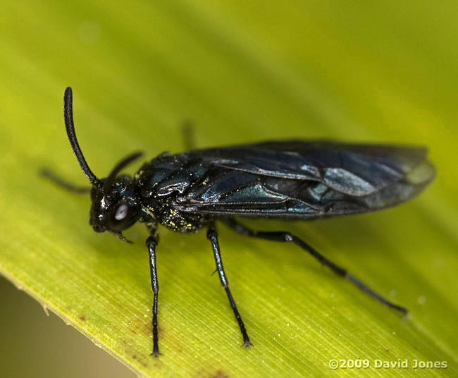 Sawfly (Rhadinocerea micans) on bamboo leaf