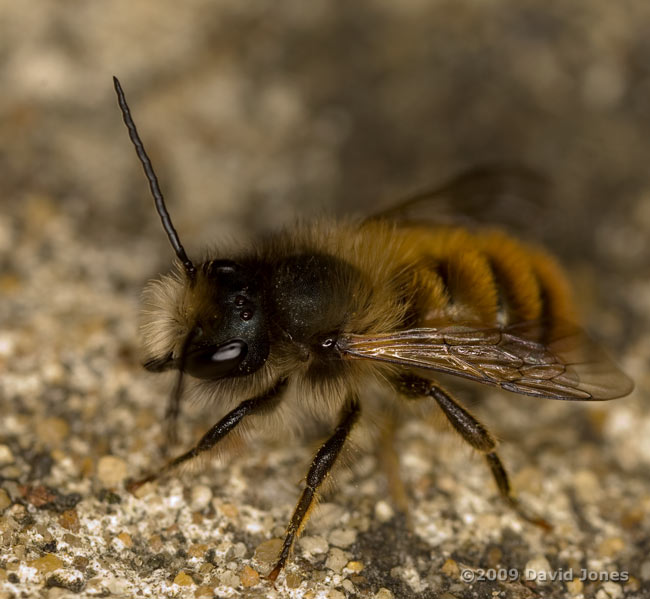 Solitary bee (Osmia rufa) on path