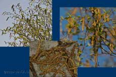 The Birch starts to shed its male catkins