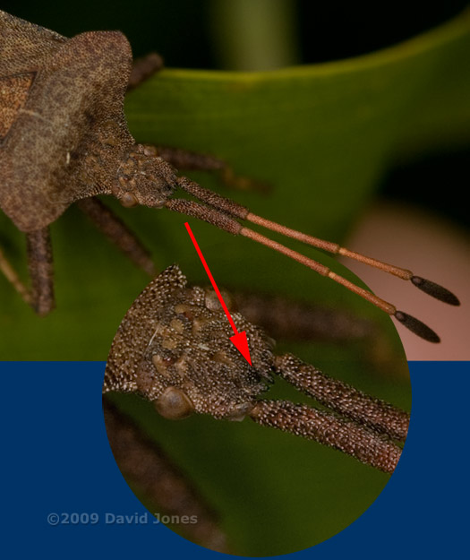 A bug (probably Coreus marginatus) close-up to show horns between antennae