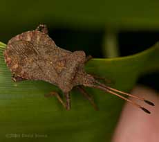 A bug (probably Coreus marginatus) on bamboo leaf)