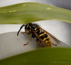 A Social Wasp queen sunning herself on guttering