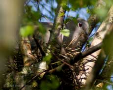 Collared Dove nest in Silver Birch tree