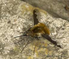 Bee-fly (Bombylius major) on path