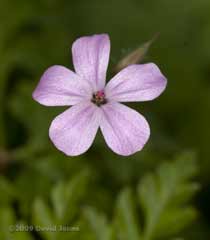 Herb-Robert (Geranium robertianum)