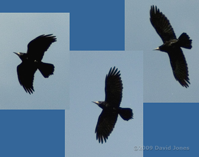 A Rook high overhead