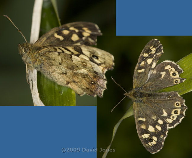 Speckled Wood butterfly with deformed wing