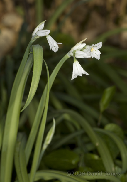 Triangular Garlic (Three-cornered Leek - Allium triquetrum)