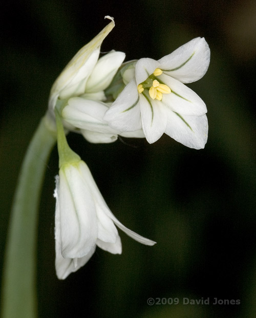 Triangular Garlic (Three-cornered Leek - Allium triquetrum) - close-up of flower